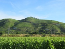 More Condrieu tiered vineyards